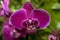Phalaenopsis orchid full of dew