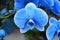 Phalaenopsis orchid Magic Blue