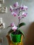 Phalaenopsis orchid with many small flowers with purple veins in a green translucent flower pot