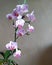 Phalaenopsis orchid with many small flowers with purple veins in a green translucent flower pot