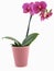 Phalaenopsis Orchid Pot