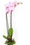 Phalaenopsis orchid potted isolated