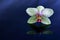 Phalaenopsis Orchid On Reflective Blue