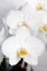 Phalaenopsis, Orchidee