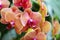Phalaenopsis orchids, beautiful pink fresh orchids that bloom