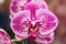 Phalaenopsis orchids flower