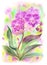 Phalaenopsis pink Big Lip orchid on a colored background