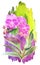 Phalaenopsis pink Big Lip orchid on a colored background