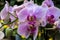 Phalaenopsis pink floral design element for cards, invitations, posters