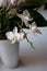 Phalaenopsis plant branch with white flowers