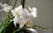 Phalaenopsis plant branch with white flowers