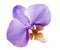 Phalaenopsis purple flower, white isolated background with clipping path. Closeup. no shadows. for design.