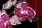 Phalaenopsis Purple white spotted