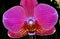 Phalaenopsis Red Jewel orchid