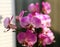 Phalaenopsis Schilleriana Leopard Prince Beautiful Orchid Flower