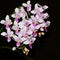 Phalaenopsis species (Phalaenopsis equestris)