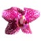 Phalaenopsis spotty pink close-up, white background