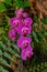 Phalaenopsis, violet orchid