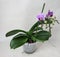 Phalaenopsis Violet Queen in bloom