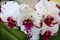 Phalaenopsis white cultivar, purple patches