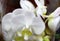 Phalaenopsis White with green lip