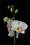 Phalaenopsis white orchid flower on a black background