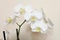 Phalaenopsis. White orchid on wall background