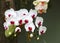 Phalaenopsis white orchids with a pink middle