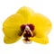 Phalaenopsis yellow orchid flower isolated on white