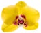 Phalaenopsis yellow orchid flower isolated on white