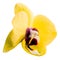 Phalaenopsis yellow orchid flower isolated on white