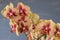 Phalaenopsis yellow and red orchid flowers against blue blurred background.