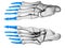 Phalanges