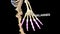 Phalanges Bones of Human Hand