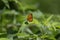 Phalanta phalantha or common leopard or spotted rustic butterfly