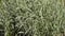 Phalaris arundinacea high ornamental grass