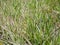 Phalaris arundinacea, or reed canary grass in the garden