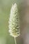 Phalaris species The bunch grass lovely white veined green spike on blurred green background