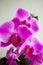 Phalenopsis