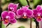 Phalenopsis Orchid plants in the garden in Spring