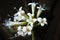 Phaleria macrocarpa flowers with dark leaves background