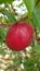 Phaleria Macrocarpa is Healing Fruit