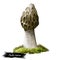 Phallus hadriani mushroom digital art illustration. Dune stinkhorn watercolor print, Hymenophallus impudicus var iosmos