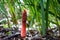 Phallus rubicundus, red stinkhorn fungi found in leaf mulch in woodland New South Wales Australia