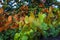 Phanera aureifolia, Bauhinia aureifolia or Gold leaf Bauhinia are rare vines. Young leaves are green and turn gold as they mature