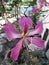Phanera purpurea or Butterfly tree or Hawaiian orchid tree flower.