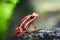 Phantasmal poison frog