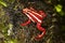 Phantasmal Poison Frog, epipedobates tricolor, Adult, Venomous Frog from South America