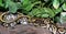 Phantom Royal Python hatchling in foliage