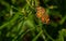 Phaon Crescent butterfly, Phyciodes phaon